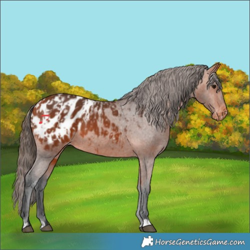 Horse Color:Bay Appaloosa  and Bay Appaloosa 