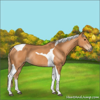 Horse Color:Chestnut Tobiano Rabicano 