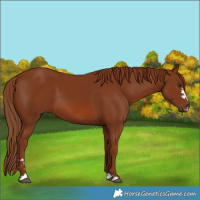 Horse Color:Chestnut 