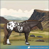 Horse Color:Liver Chestnut Tobiano Appaloosa 