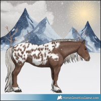 Horse Color:Silver Black Tobiano Appaloosa