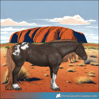 Horse Color:Liver Chestnut Tobiano Appaloosa 