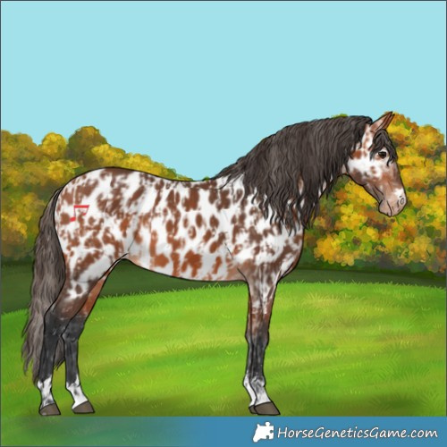 Horse Color:Bay Appaloosa  and Bay Appaloosa 