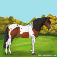 Horse Color:Bay Tobiano 