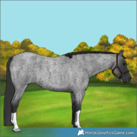 Horse Color:Blue Roan 