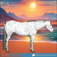 Horse Color:Blue Roan Appaloosa 