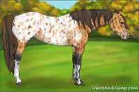 Horse Color:Bay Appaloosa  and Buckskin Appaloosa 