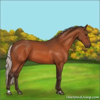 Horse Color:Silver Bay 