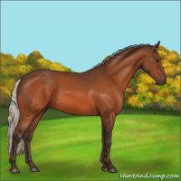Horse Color:Silver Bay 