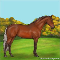 Horse Color:Silver Bay 