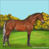 Horse Color:Silver Bay 