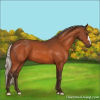 Horse Color:Silver Bay 