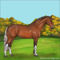 Horse Color:Silver Bay 