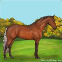 Horse Color:Silver Bay 