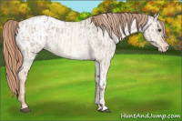Horse Color:Red Dun Roan Appaloosa  and Gold Champagne Roan Dun Appaloosa 