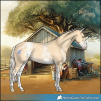 Horse Color:White Spotted Gold Cream Champagne 