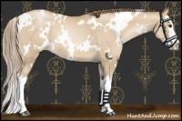 Horse Color:White Spotted Grullo Pearl Splash