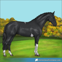 Horse Color:Black Tobiano 