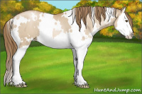 Horse Color:White Spotted Grullo Pearl Splash 