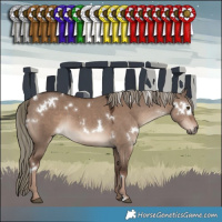 Horse Color:White Spotted Liver Red Dun Mushroom 