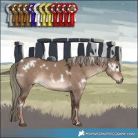 Horse Color:White Spotted Liver Red Dun Mushroom