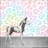 Horse Color:Silver Black Splash Tobiano Rabicano 