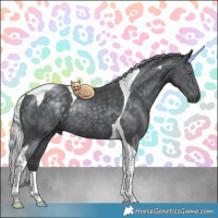 Horse Color:Silver Black Chinchilla Tobiano Rabicano 