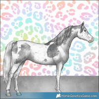 Horse Color:Silver Black Chinchilla Splash Tobiano Rabicano 