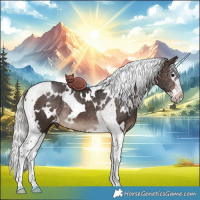Horse Color:White Spotted Silver Brown Splash Tobiano Rabicano 