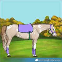 Horse Color:White Spotted Grullo Pearl Splash