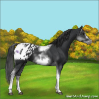 Horse Color:White Spotted Black Splash Tobiano Frame Appaloosa 