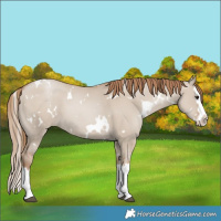 Horse Color:White Spotted Grullo Pearl Splash 