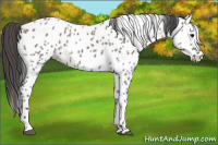 Horse Color:Grullo Near Leopard 