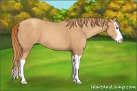 Horse Color:Unknown 