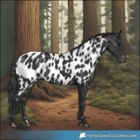 Horse Color:Black Near Leopard 