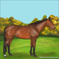 Horse Color:Bay Rabicano 