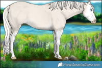 Horse Color:Cremello Dun Splash
