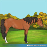 Horse Color:Bay 