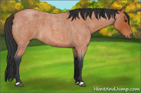 Horse Color:Bay Roan 