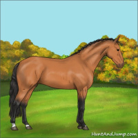Horse Color:Bay 