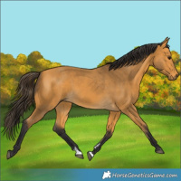 Horse Color:Buckskin 