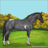 Horse Color:Blue Roan Tobiano 