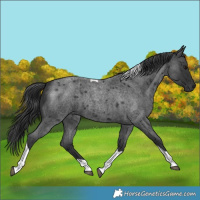 Horse Color:Blue Roan Tobiano 