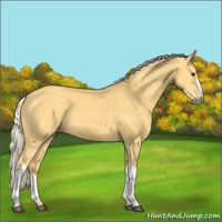 Horse Color:Palomino 