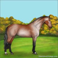 Horse Color:Gray Bay 
