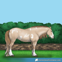 Horse Color:White Spotted Grullo Pearl Splash 