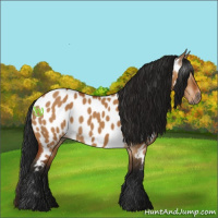 Horse Color:Gray Bay Dun Near Leopard 
