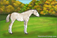 Horse Color:White Spotted Grullo Pearl Splash 