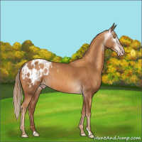 Horse Color:Gray Gold Champagne Appaloosa  and Gray Gold Champagne Appaloosa 