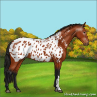 Horse Color:Gray Bay Appaloosa 